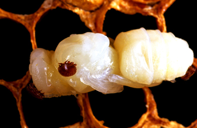 varroa_mite_on_pupa.jpg