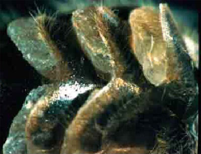 wax-scales-secretion.jpg