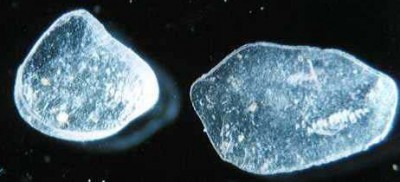 wax-scales.jpg
