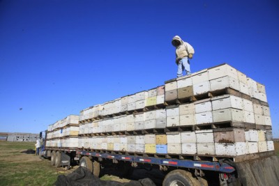 Bee-USA-Migration62.jpg