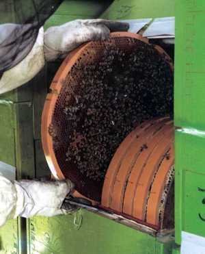 rotating_beehive_5.jpg