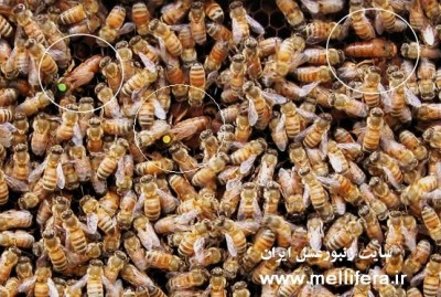 www.mellifera.ir (62).jpg