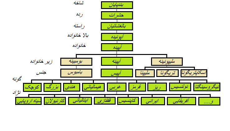 جایگاه زنبور عسل در رده بندی جانوری