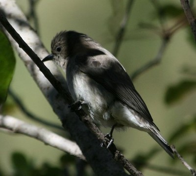 669px-Wahlberg's_Honeyguide_(Prodotiscus_regulus).jpg