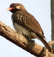 indicatoridae_photo.jpg