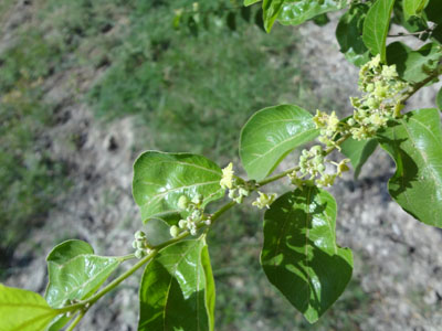 DSC02432.jpg
