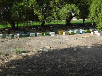 DSC02442.jpg