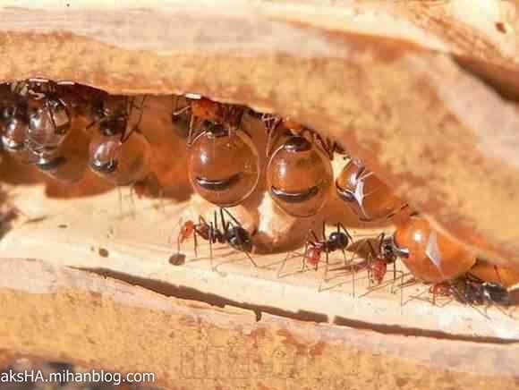 مورچه ی شهد خوار