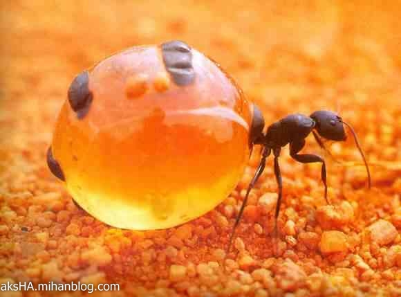 مورچه ی شهد خوار