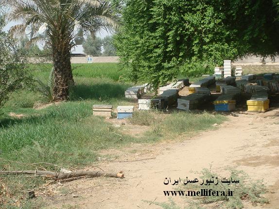 زنبورستان اقای شاپور پرندیان