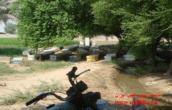 زنبورستان اقای شاپور پرندیان