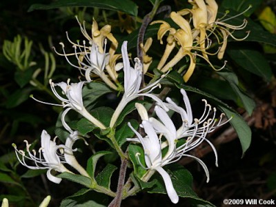 Lonicera%20japonica%202.jpg