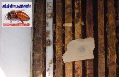 تصوير قرص برنج فتوكسين براي مبارزه با كرم موم خوار