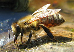 258px-Drinking_Bee.jpg