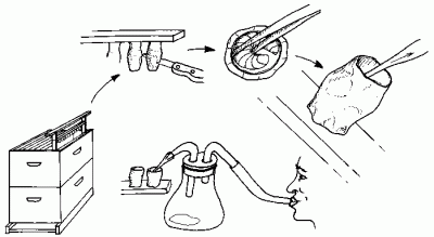 مکش از طریق دهان