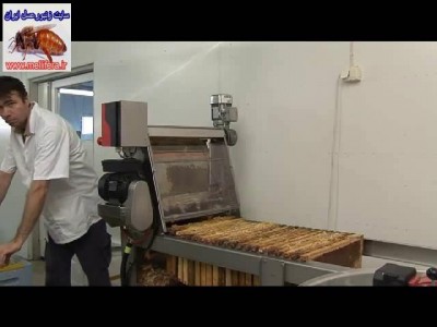 بعد از پولک برداری شانها در یک ردیف جمه شده و اماده انتقال به اکستراکتور میشوند.