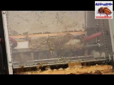 نمای پشتی در حال برداشت درپوش سلولهای عسل