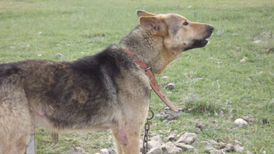 سگهای نگهبان زنبورستان