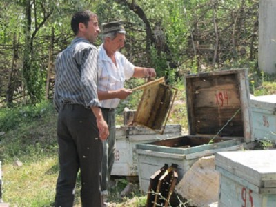 Gentle_Tajikistan_bees.JPG