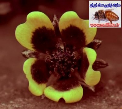 تصاویر نحوه دید  زنبورعسل