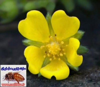 تصاویر نحوه دید  زنبورعسل
