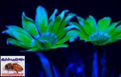 تصاویر نحوه دید  زنبورعسل