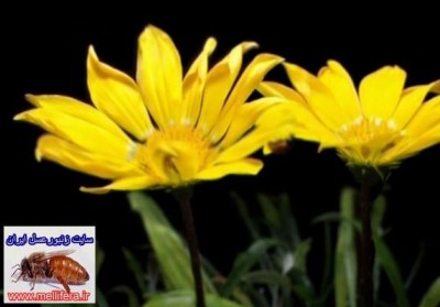 تصاویر نحوه دید  زنبورعسل