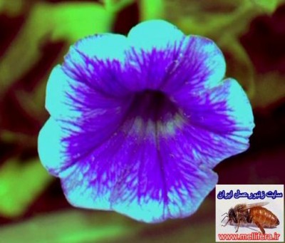 تصاویر نحوه دید  زنبورعسل