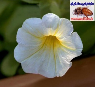 تصاویر نحوه دید  زنبورعسل
