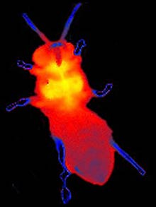 heaterbee.png