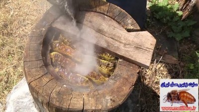 تصاویر کندوی تنه درختی