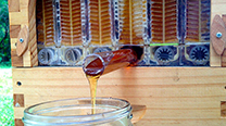 modern-bee-hive-4.jpg