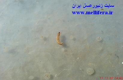 لارو پروانه موم خوار