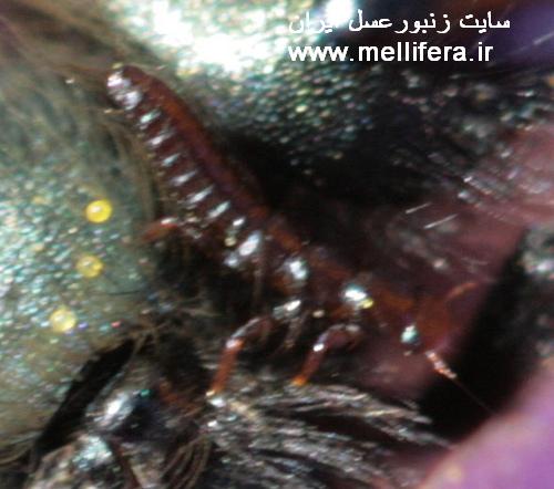 سوسکهای تاولزا