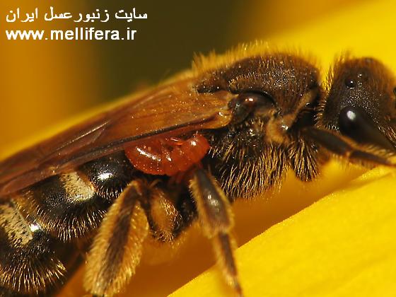 سوسکهای تاولزا 2