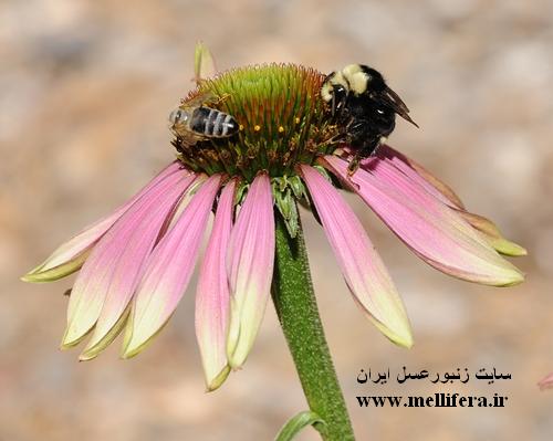 تصاویر زنبور بامبوس(بدون نیش) و زنبورعسل