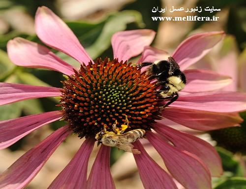 تصاویر زنبور بامبوس(بدون نیش) و زنبورعسل