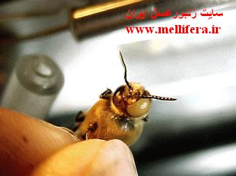 زنبور ناقص الخلقه و جهشی