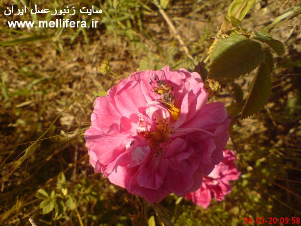 زنبوران عسل شکار شده توسط عنکبوتها که توسط خودم گرفته شدند.