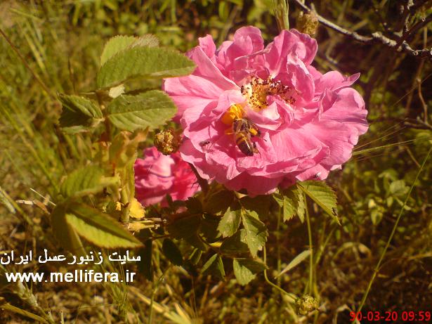 زنبوران عسل شکار شده توسط عنکبوتها که توسط خودم گرفته شدند.