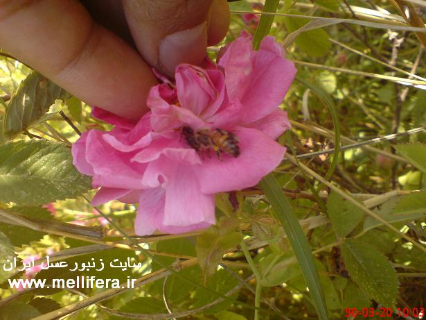 زنبوران عسل شکار شده توسط عنکبوتها که توسط خودم گرفته شدند.