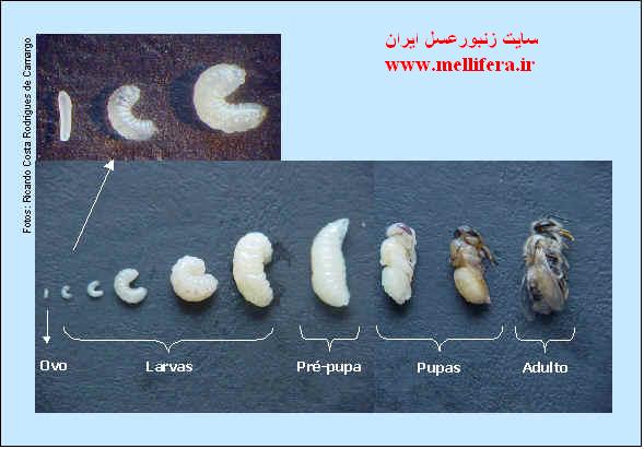 مراحل تخم تا شفیرگی زنبورعسل