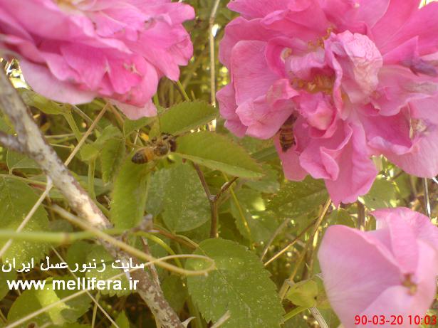 زنبوران عسل شکار شده توسط عنکبوتها که توسط خودم گرفته شدند.