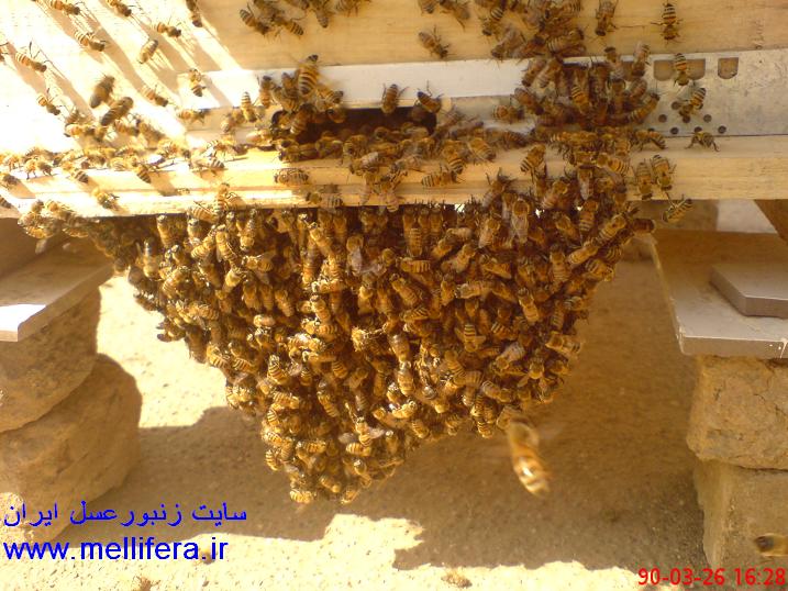 خوشه بستن زنبوران در اثر گرمای زیاد