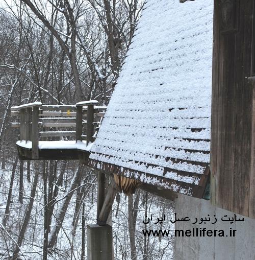 تصاويري از زمستان گذراني زنبوران عسل وحشي