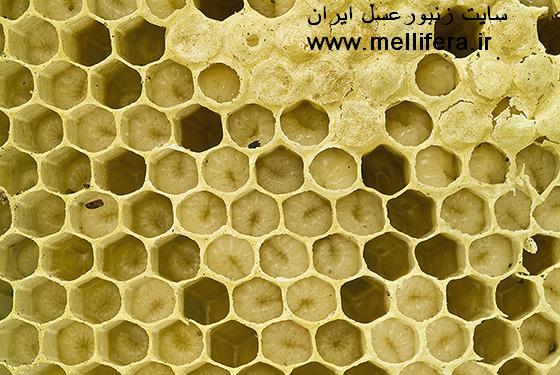 تصاوير لارو زنبورعسل