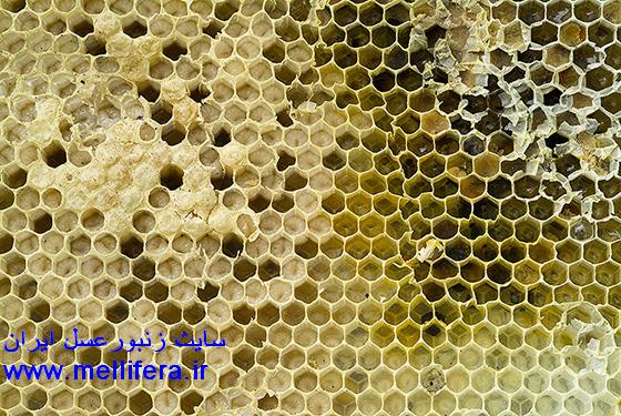 تصاوير لارو زنبورعسل