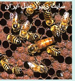 تصويري از دو نژاد زنبورعسل