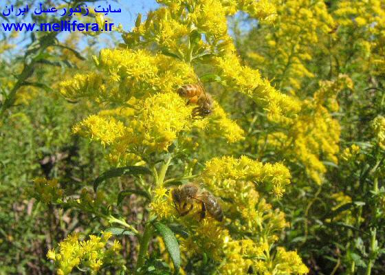 زنبورعسل در goldenrod