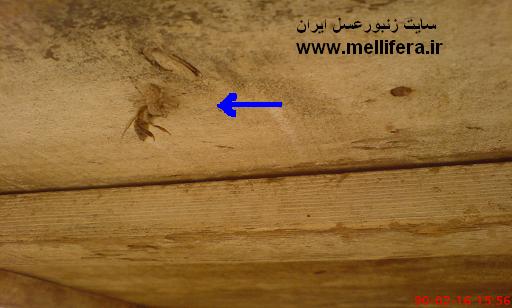 تصاویر شکار زنبورعسل توسط عنکبوت جهنده